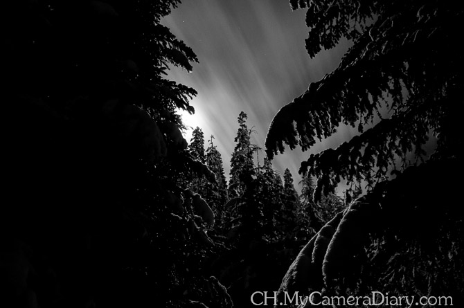 西雅图照片 | 夜晚的森林深处