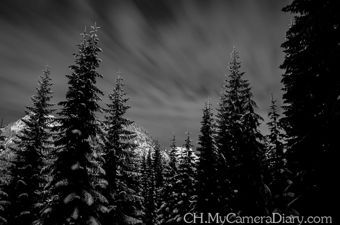 西雅图照片 | 夜晚的森林